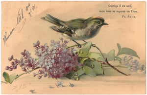 Bird-Card_0004