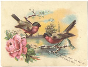 Bird-Card_0005